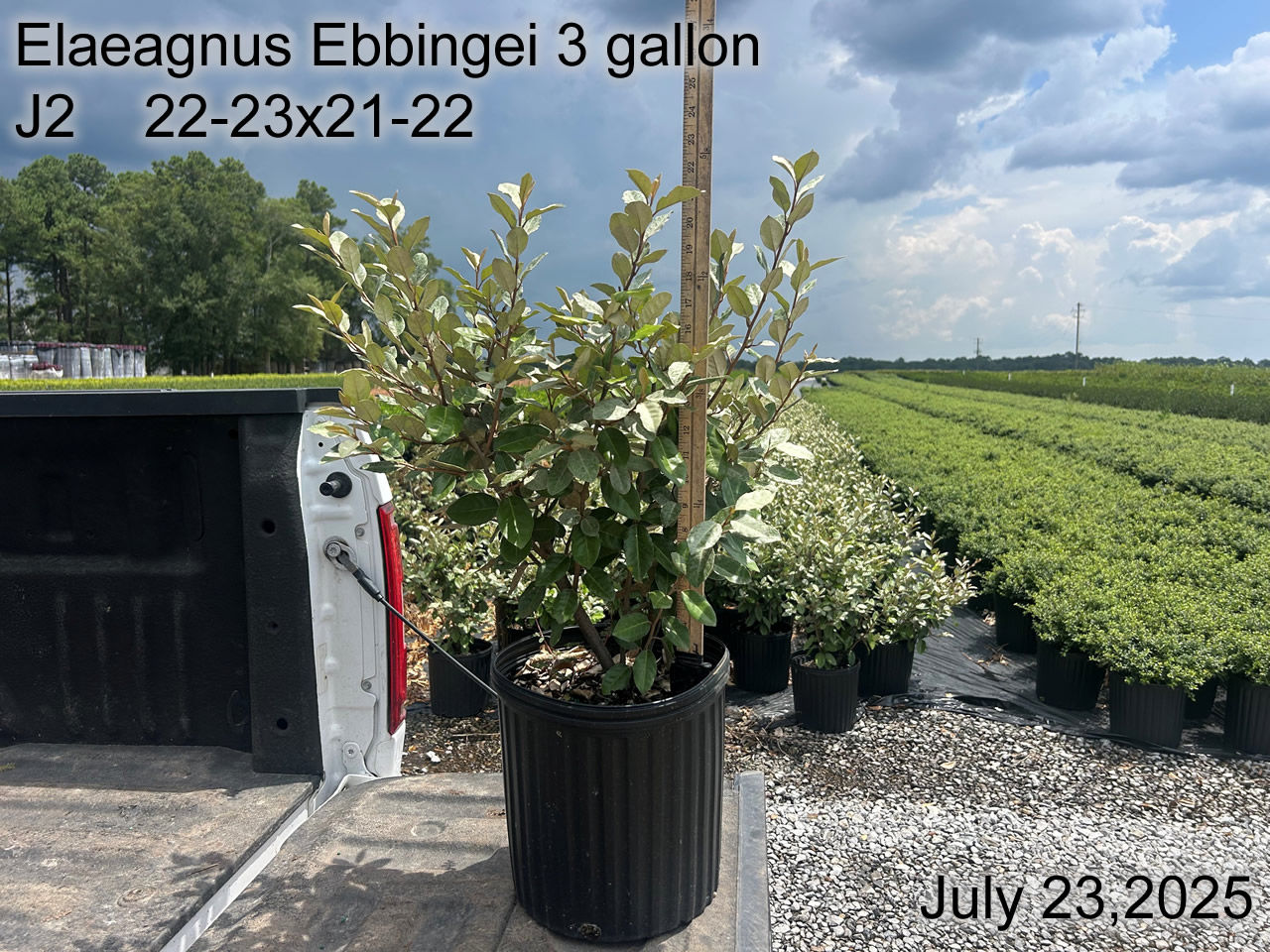 gallery/elea3 j2 july25.jpg